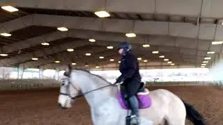 Midas leg yield to canter-first time videoing