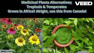 Plant Alternatives. Tropical & Temperates