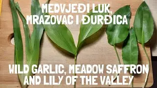 Medvjeđi luk (srijemuš), mrazovac i đurđica / Wild garlic, meadow saffron and lily of the valley