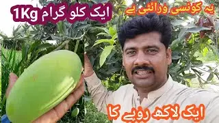 Aik Kg Aam Aik Lakh Rope ka ya Kon Se wareite Hai|#MalikShafeeq