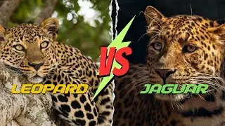 Leopard vs Jaguar - difference between jaguar and leopard explained - Big cats