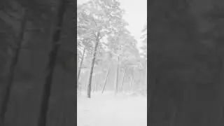 Winter Nature Sounds in The Forest
