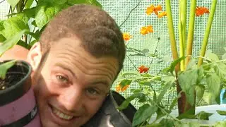 Киви как садоводство &mdash; с ясенем &mdash; посев семян &mdash; Эпизод 1