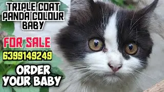 😍EXOTIX COLOUR PERSIAN CAT MALE &bull; TRIPLE COAT &bull; DOLL FACE BABY &bull; HOME DELIVERY AVALIABLE #cat #viral