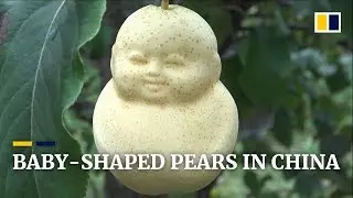 Farmer grows baby-shaped pears in China