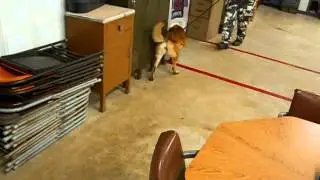 Little Rock K-9 Academy's - K9 Mickey
