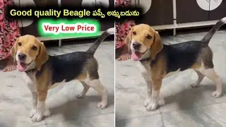 good quality beagle puppy for sale in telugu/9666464483 /aj pets