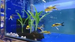 Mayan Butterfly Koi Fish Group