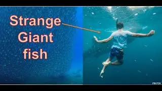 Strange giant fish and school fish