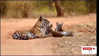 Tiger Lifespan : How Long Do Tigers Live?