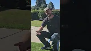 Easy Way To Clear Pine Needles and Nuts Off A Lawn