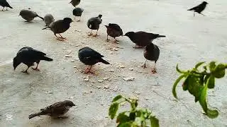 birds feeding | birds feeding at home | feeding 