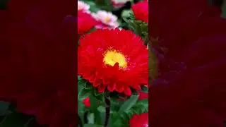 Callistephus (China Aster) #red #flower  #flowershorts #ytshorts #ytvideo #shortslover #churaliya