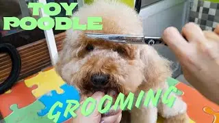 Toy Poodle full puppy groom #grooming #poodle #pets #doggrooming #dog  #toypoodle