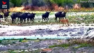 Cheetah&rsquo;s Silent Standoff: Wildebeests Refuse to Flee!