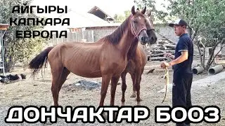 БООЗ ДОНЧАК БЭЭЛЕР КАМБАРДАН САТЫЛАТ