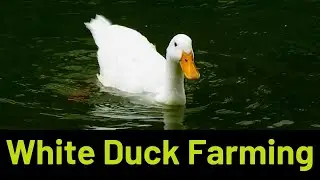 Beautiful White Duck Farming || Small Duck Farm || Modern Duck Farm