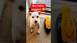 Моя собака убегает от монстра #DogVlog #PetComedy #shorts