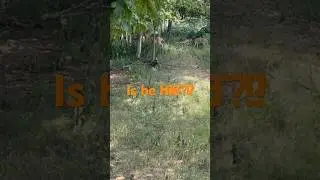 Did it hit ?? #deerhunter