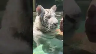 Swimming with my 300lb tiger buddy 💙 protect rare & endangered species