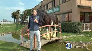 ARTE EQUESTRE TV - Promo 3 Puntata - La Doma Vaquera da Equisport Beretta