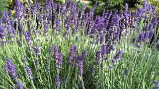 Lavandula angustifolia Hidcote