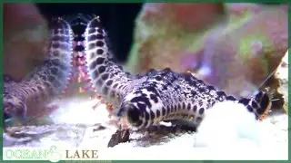 Zeester Protoreaster nodosus  - Ocean & Lake
