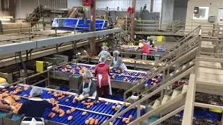Ham Farms Sweet Potatoes