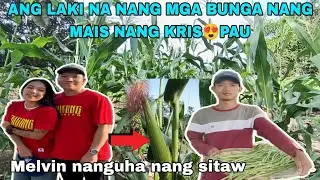 Malalaki na yung bunga ng mga mais sa pbfarm @CrisnaMahusay @PugongByahero 