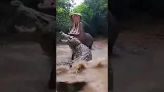 &ldquo;Crocodile vs Hippo: The River&rsquo;s Deadliest Battle!&rdquo;