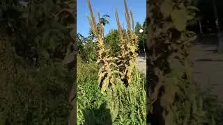 BLM/CHOP/CHAZ garden still growing well!