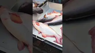 Fresh Pangasius Fish for Sale | Best Price at Local Fish Market