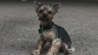 1 Year Old Yorkie, Nola! Before and After Video. OffLeash K9 Training Tampa Bay