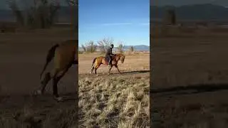 Watch a gorgeous Lusitano stallion gallop on the track!