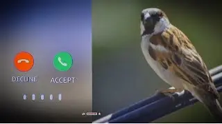 BIRD SOUND // MESSAGE NOTIFICATION // SMS RINGTONE SOUND // BIRD VOICE // RINGTONE SONG //😄 