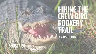 Exploring Florida's hidden gem. Hiking the CREW Bird Rookery Swamp Trail