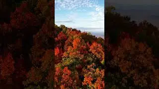 Autumn Magic: Autumn Vibes: Colors, Calm, and Cozy Days #shorts #autumn #nature #naturelovers #reels