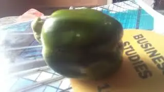 Notiti's Veg tables....First harvest...Green Pepper....