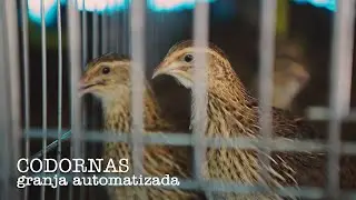 Criação de Codornas