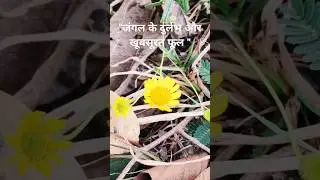 🍄🍁