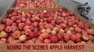 Apple Harvest Upstate NY
