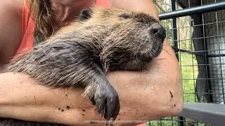 Beaver facts day 6