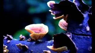 CCC Noojee July web slideshow