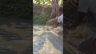 Wow! Amazing Polo Fishing Videos🐟Best Big Fish Catching🐟Primitive fishing #fish #shorts #india