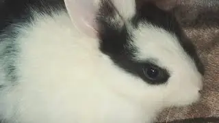 Guess the rabbit 🐰 name 