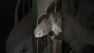 Hazel my Tiny Parrotlet Cha-Cha my rescue African Grey Parrot #birds #cute #parrot