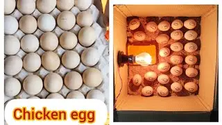 Как сделать самодельный инкубатор из бумажной коробки и вывести куриное яйцо.@ranjanpanda2793