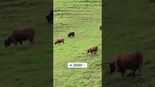 Порода быков ХАЙЛЕНД (Highland)!