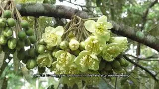 Pollinator Week 2021: Fruit bats in durian orchards by Project Pteropus