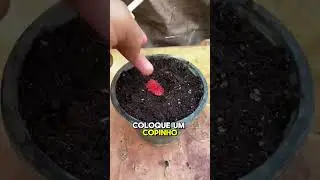 Como plantar morango #frutas #plantas #horta #agricultura